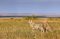 Cheetah brothers, Africa