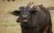 Buffalo and oxpeckers, Africa