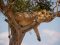 Lazy lion in a tree, Masai Mara, Kenya