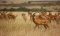 Impalas in Masai Mara, Kenya