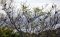 A toucan tree! Birding in Costa Rica