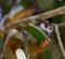 Squirrel monkey, Costa Rica