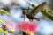 Hummingbird. Birding in Costa Rica