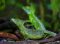 Baselisk lizard, Costa Rica