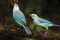 Blue-grey tanager. Birding in Costa Rica