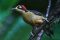 Black-cheeked woodpecker. Birding in Costa Rica