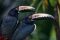 Collared aracari. Birding in Costa Rica