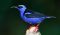 Red-legged honeycreeper. Birding in Costa Rica