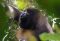 Howler monkey, Costa Rica