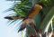 Yellow-headed caracara. Birding in Costa Rica