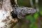 Lizard, Costa Rica