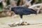 Black vulture. Birding in Costa Rica