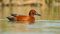 Cinnamon teal, Patagonia, Argentina