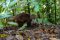 Racoon at Arenal, Costa Rica