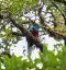 Resplendent quetzal in Monteverde Cloud Forest Reserve. Birding in Costa Rica