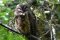 Mottled Owl. Birding in Costa Rica
