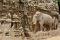 Rock carvings at Mamallapuram, India