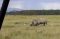 White rhinos in Nakuru, Rift Valley, Kenya