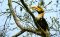 Great hornbill, Kaziranga N.P, India