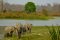 Elephants in Kaziranga National Park, India