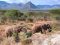 Elephants viewed from Sarara Camp, The Mathews Range from Namunyak Wildlife Conservancy, northern Kenya