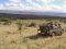 Game drive in Lewa Wildlife Conservancy, Laikipia, Kenya