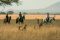 Horse riding with cheetahs, Ol Donyo Lodge, Chyulu Hills, Kenya