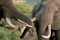 Elephants at Ol Donyo Lodge, Chyulu Hills, Kenya