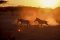 Zebras at dusk, Shaba National Reserve, kenya