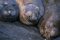 Female elephant seals, Argentina