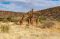 Girafes in Buffalo Springs, Kenya