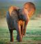 Baby elephant, Africa