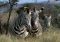 Grevy's zebras, Kenya