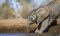 Baby elephant, Africa