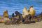 Sea lions, Valdes Peninsula, Argentina
