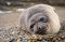 Baby elephant seal, Valdes Peninsula, Patagonia, Argentina