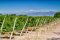 Vineyards in Mendoza province, Argentina