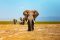 Elephants in Amboseli National Park, Kenya