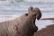 Male elephant seal, Valdes Peninsula, Argentina