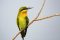 Bee-eater in Kumarakom, India