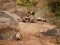 Sleepy wild dogs in KwaZulu Natal, South Africa