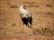 Secretary bird, Africa