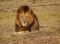 Male African lion