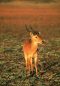 Puku in South Luangwa, Zambia
