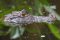 Caiman, Costa Rica
