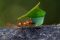 Leafcutter ant in the cloud forest, Costa Rica