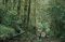 Rainforest on the Machame Route, Kilimanjaro, Tanzania