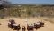 Ruaha from Kichaka Camp, Tanzania