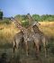 Giraffes in South Luangwa, Zambia
