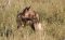 Wild Dogs Hwange